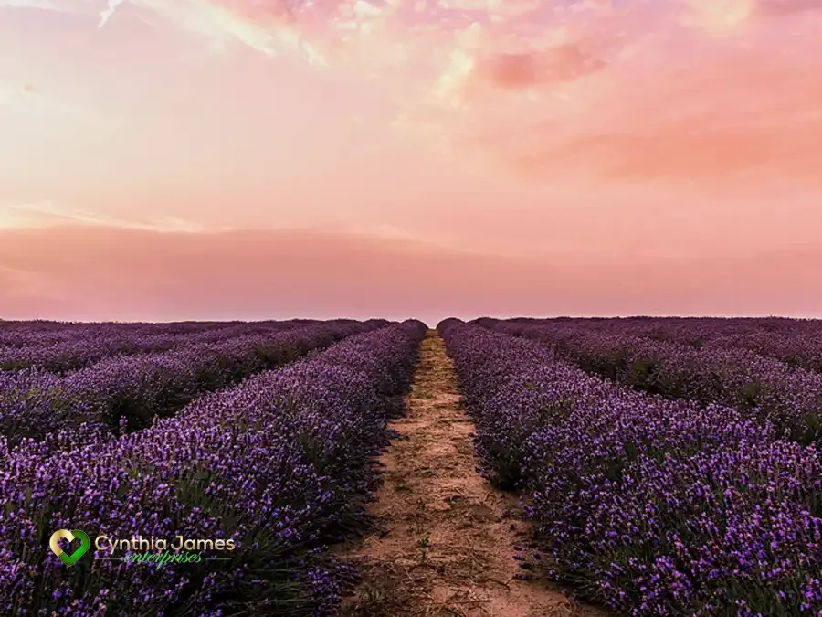 Spring Awakening: Reinventing Yourself With Courage, Clarity, and Compassion